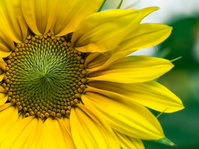 Morning mist over valley farmland