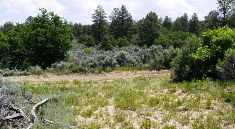 Over 1/2 Acre Near Tierra Amarilla - Road Access