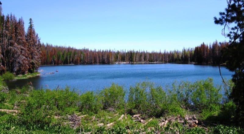 Two Adjacent Corner Lots - Mountain Property Near Campbell/Deadhorse Lakes - Nearly 1/2 Acre